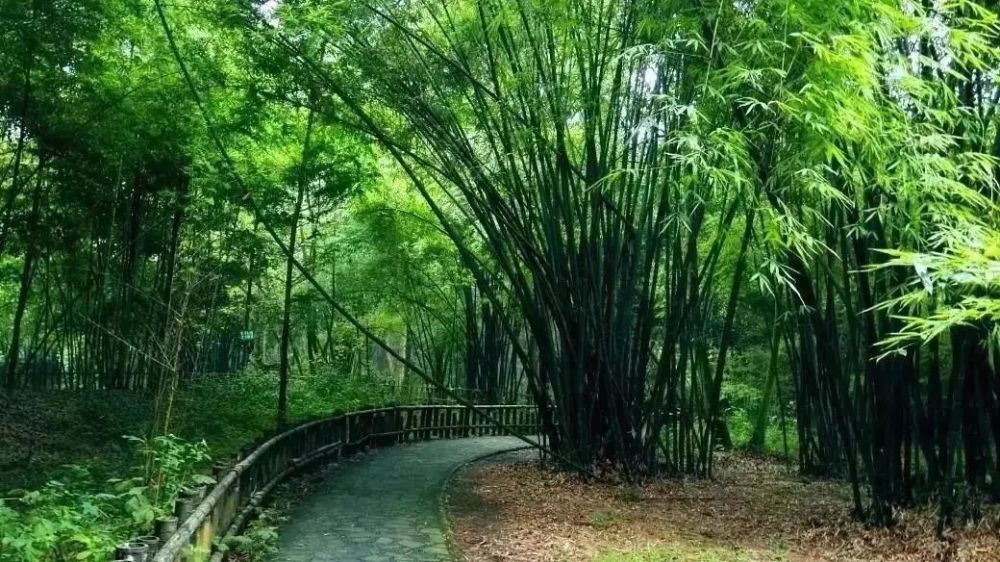 斑竹林景区这片竹林,已是那么的熟悉 可是,不同时节却也有不同的味道