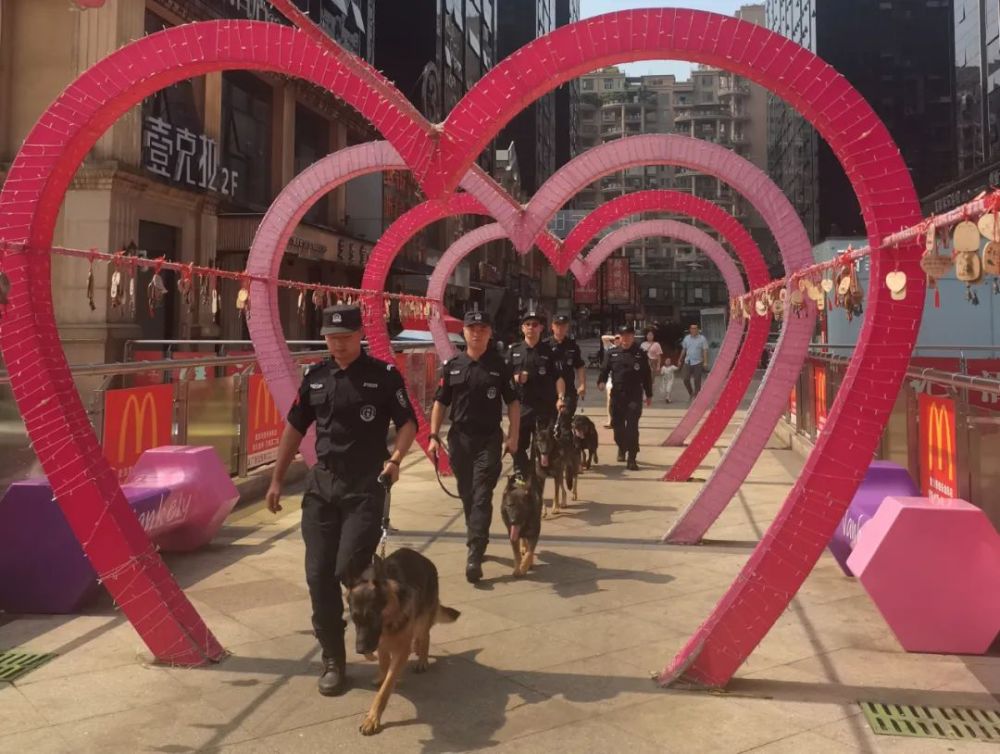 江阳公安警犬队通过考核正式上岗啦!