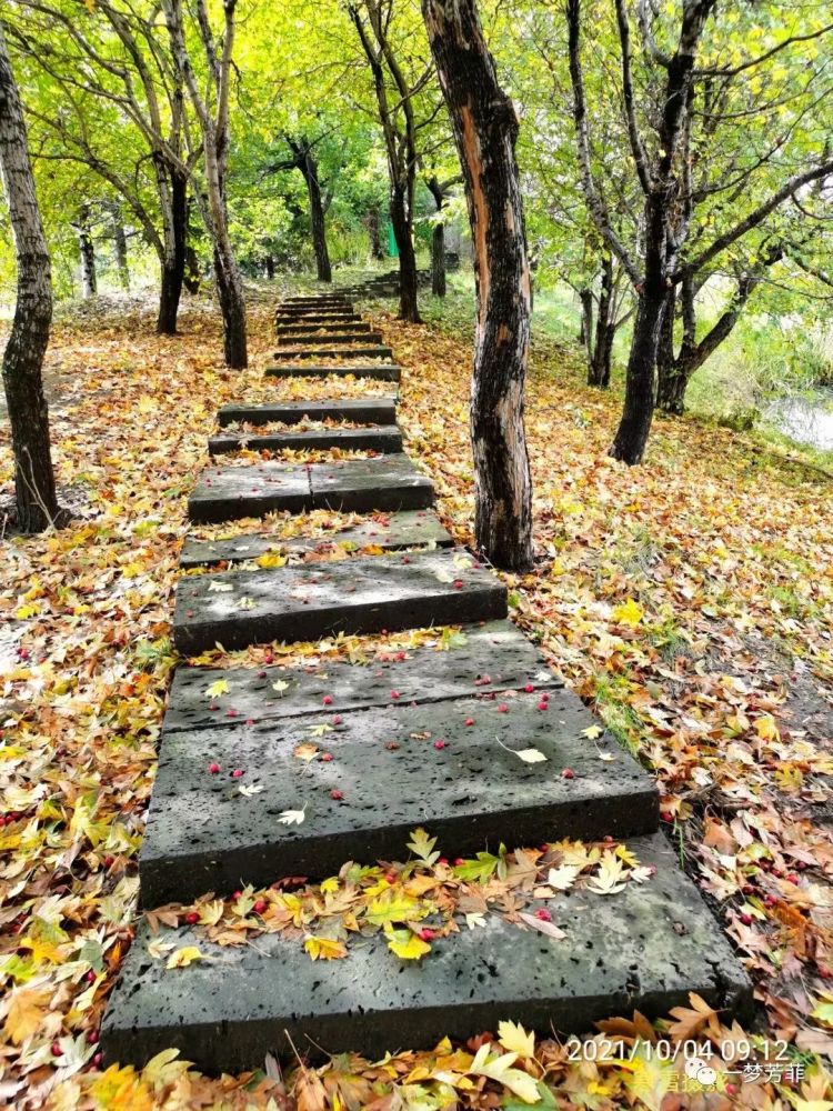 【一梦芳菲】绵绵秋雨,我想你