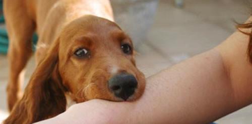 古代没狂犬疫苗被疯狗咬了怎么办古人留下一土办法沿用千年