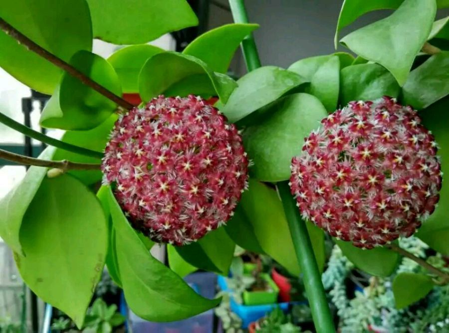 球兰名品—棉德岛,花叶共赏,香气馥郁,丰花勤花,室内也能养好