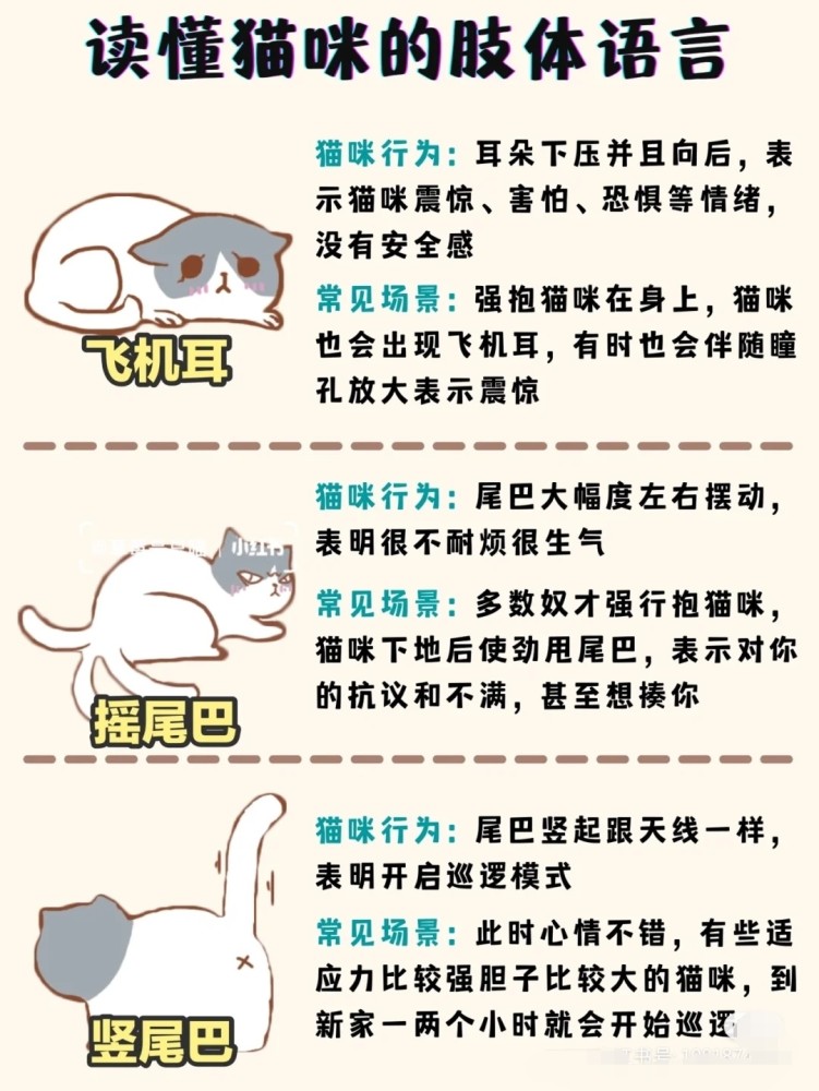 如何读懂猫咪的肢体语言