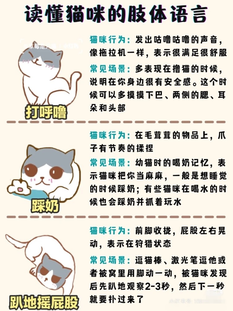 如何读懂猫咪的肢体语言