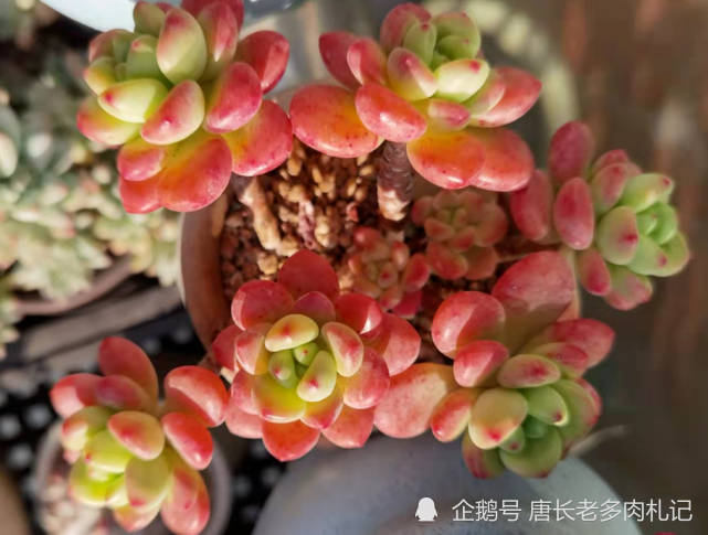 那养一棵叫香格里拉的多肉吧!淡淡的香味好闻