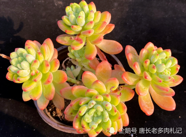 出状态的香格里拉香格里拉是景天科景天属的多肉植物,属于小型多肉