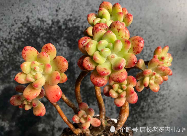 没时间去香格里拉那养一棵叫香格里拉的多肉吧淡淡的香味好闻