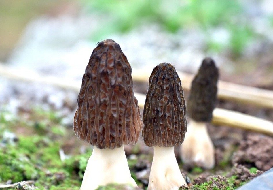 羊肚菌怎么种靠一支科研团队让中国能吃到很便宜的羊肚菌