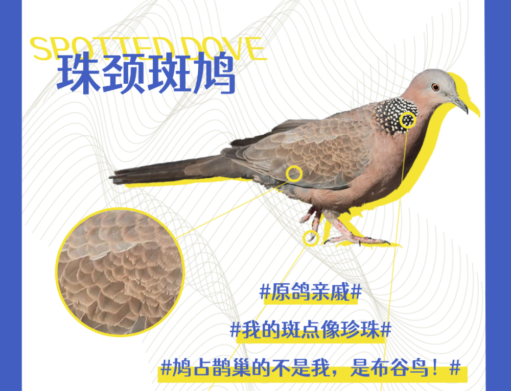 巢鸟什么成语_成语故事简笔画(5)