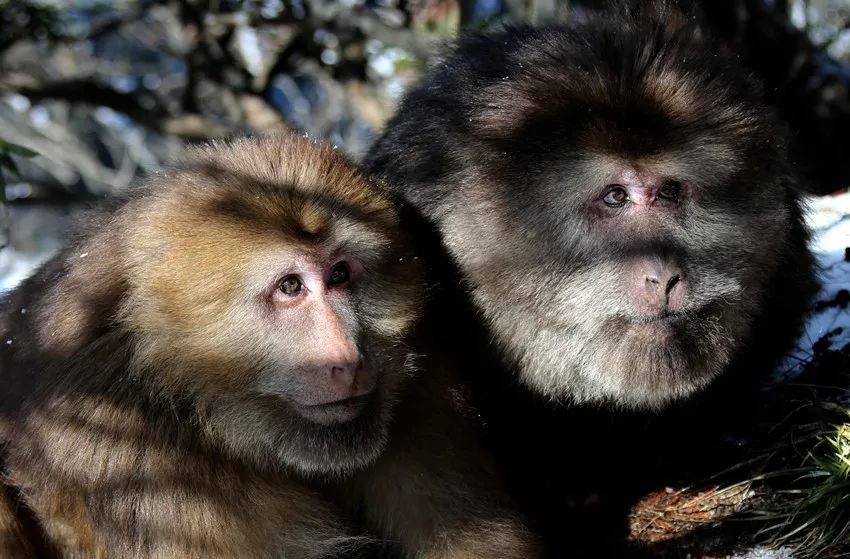 生物多样性无量山中的红脸猴你认识它们吗