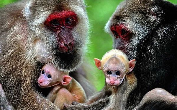 生物多样性无量山中的红脸猴你认识它们吗