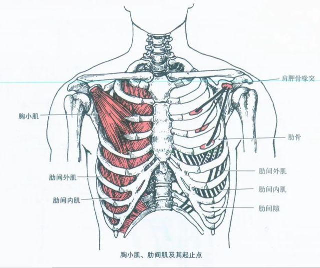 解剖学肌肉之—胸肌