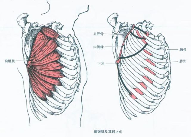 解剖学肌肉之—胸肌