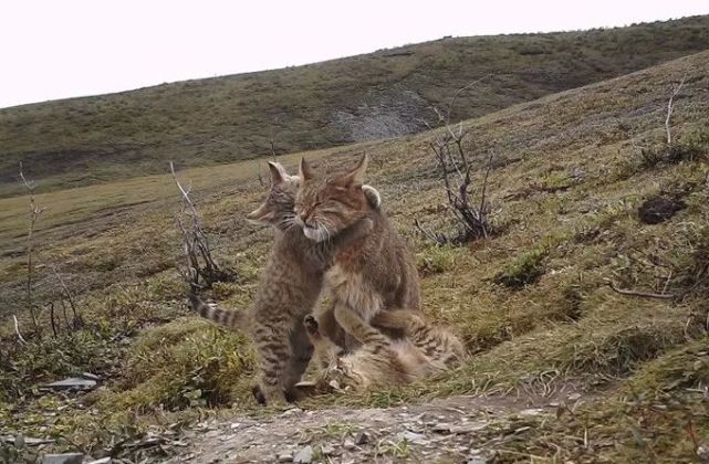 荒漠猫中国唯一的特产猫战斗力极其凶悍成全球最神秘的猫