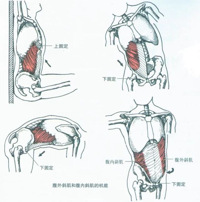 解剖学肌肉之—腹肌