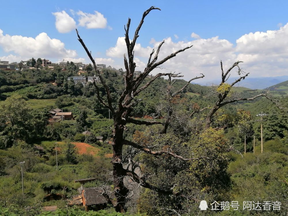 杨柳村_始祖开村和村名渊源(云南宾川杨柳村)