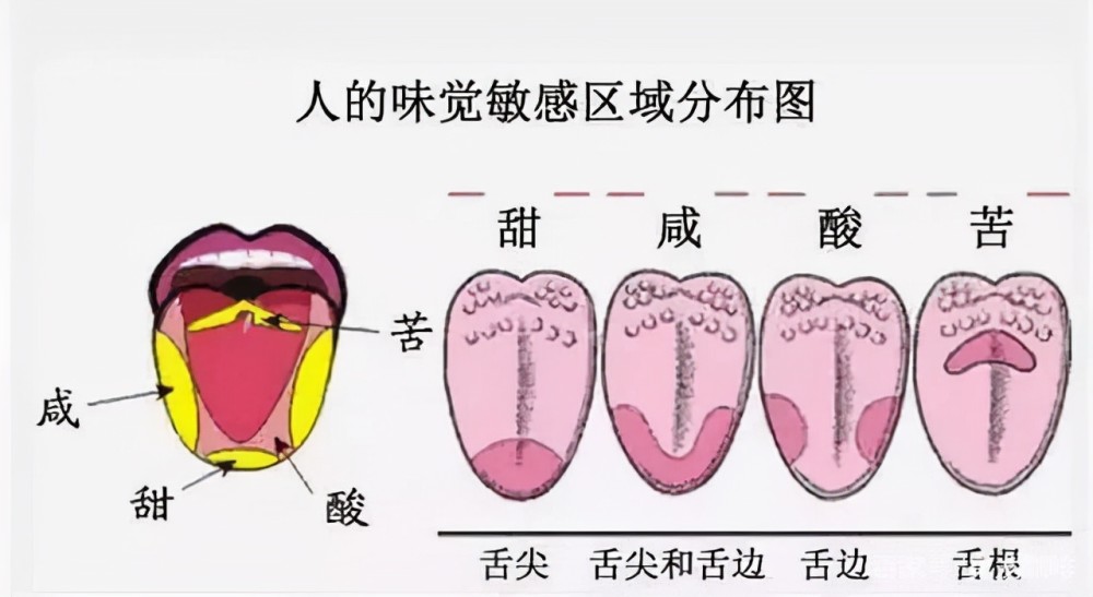 但是研究发现舌头上的味觉主要会对甜,咸,酸,苦产生感觉,负责这些味道