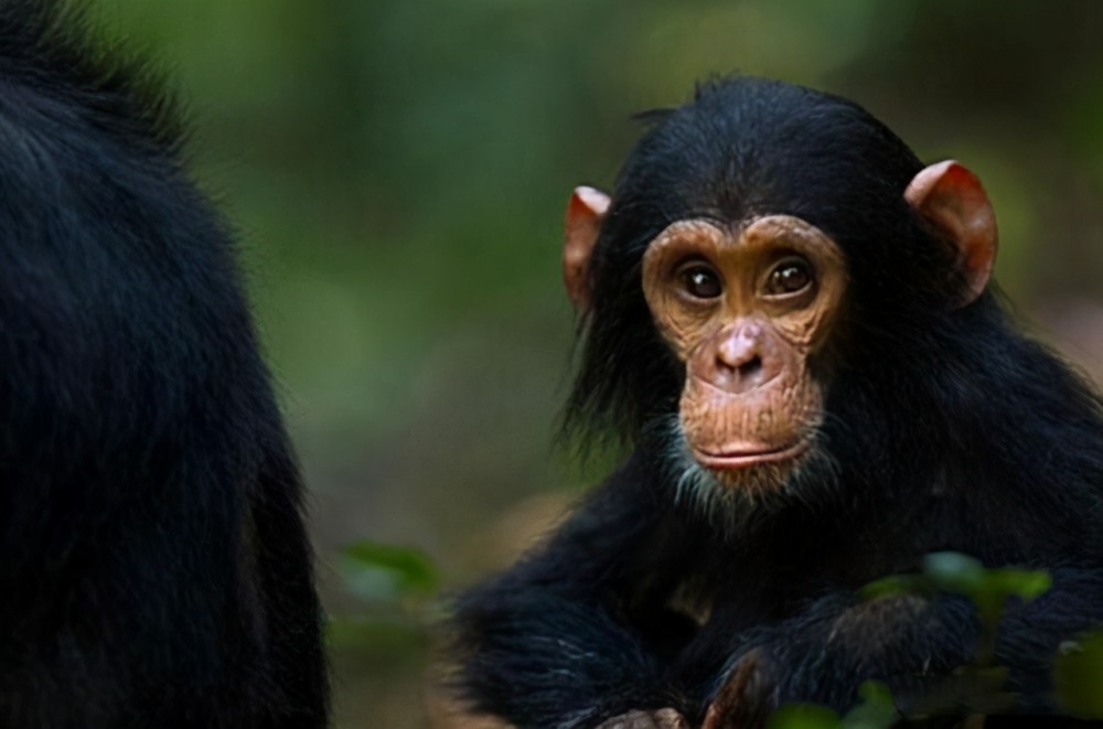 为什么人类成为了智慧生物而类人猿却还是野兽