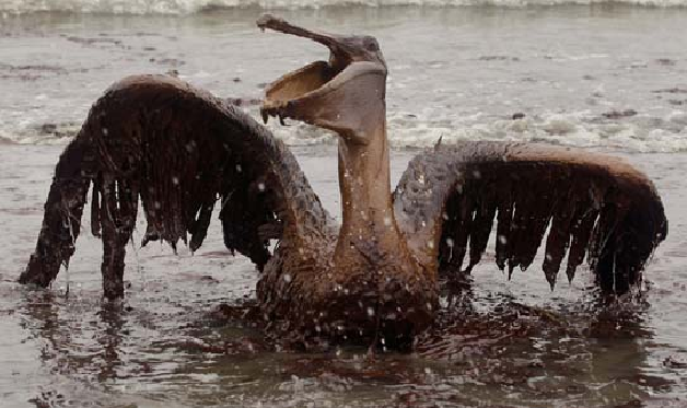 光看着就感觉心痛海洋的呐喊--在被石油污染的海域发现死亡的海豚