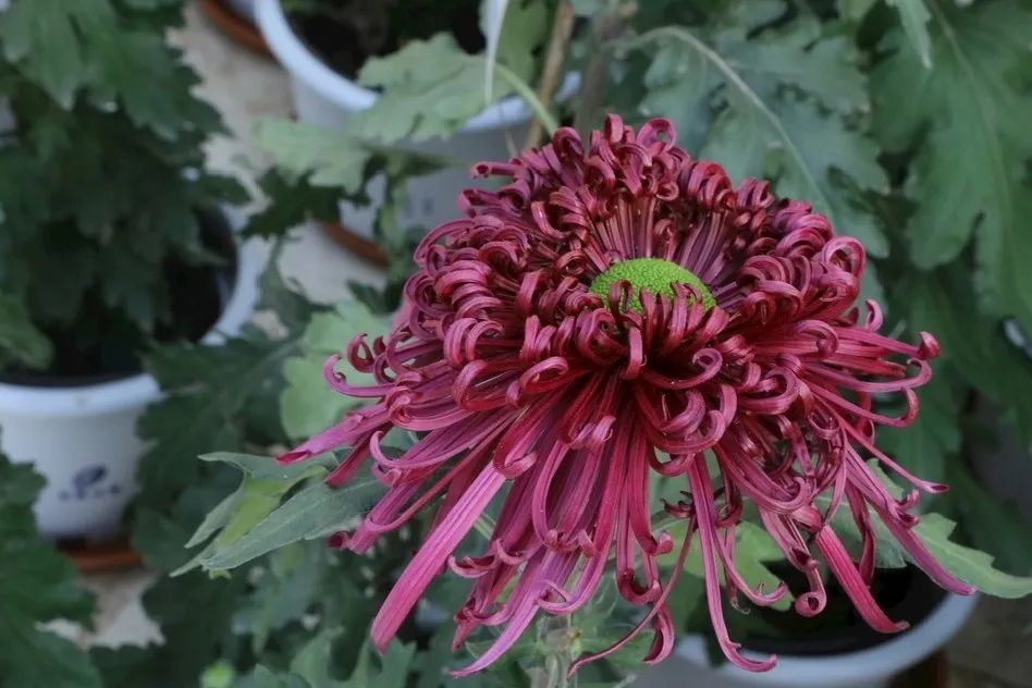 金丝菊:诠释飘逸之美