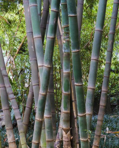 甜龙竹植物非试管高效快繁甜龙竹—蛋白质含量高的竹类品种之一