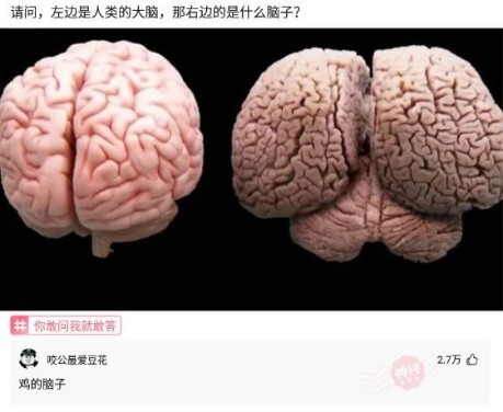 今日脑洞左边是人类的大脑那右边的是什么脑子