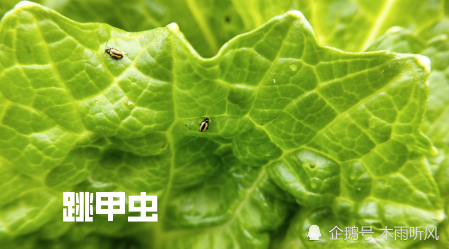 白菜跳甲虫是怎样的害虫,如何防止?用什么农药效果好