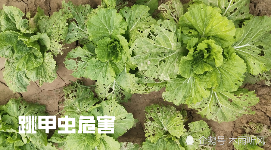 白菜跳甲虫是怎样的害虫,如何防止?用什么农药效果好