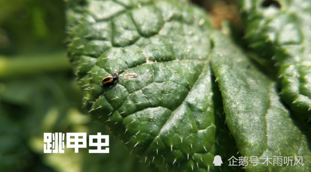 白菜跳甲虫是怎样的害虫,如何防止?用什么农药效果好