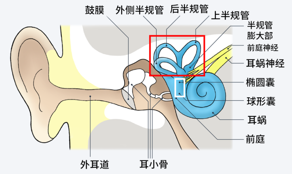 内部拥有三对能够感受角加(减)速度的半规管(上图红框),以及感受水平