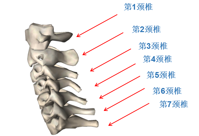 "低头族"颈椎保健实用指南!附颈椎保健操,快来跟着练