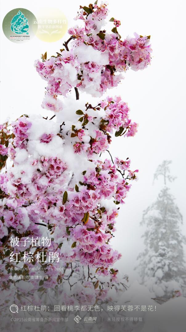 【云南生物多样性数字化百科图谱】红棕杜鹃:回看桃李