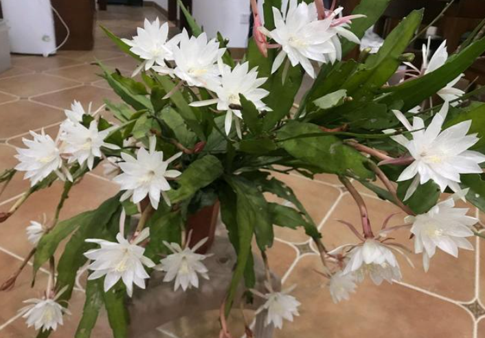昙花只长叶不开花?养这种"昙花",剪叶片插土里,养一年就开花