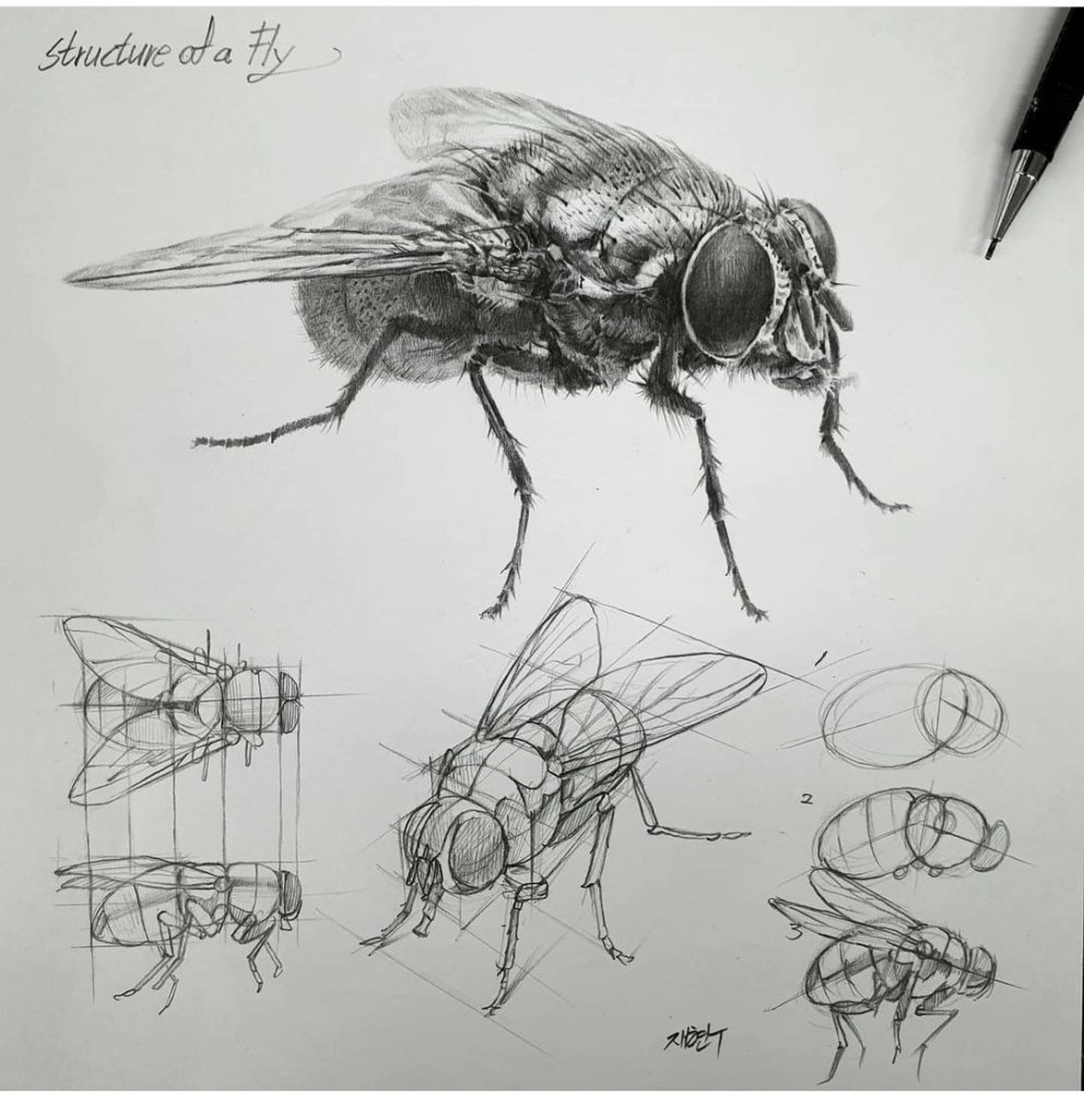 画昆虫素描不会画老师是这样画的看似简单却极其复杂学习了
