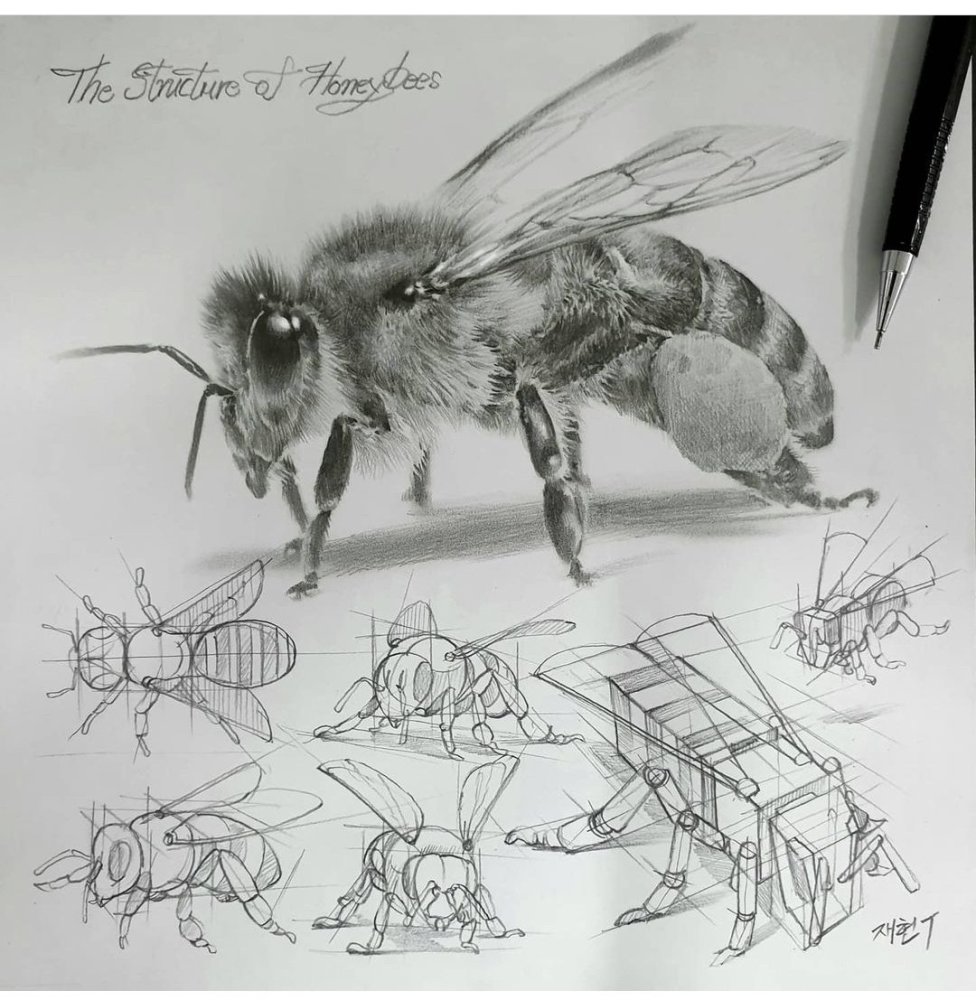 画昆虫素描不会画老师是这样画的看似简单却极其复杂学习了