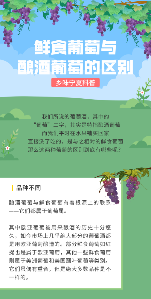 科普鲜食葡萄与酿酒葡萄的区别