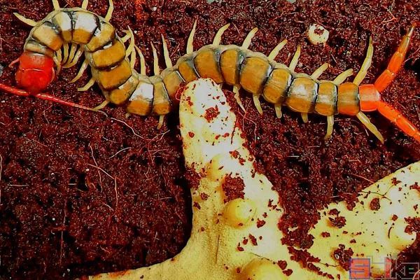 sbike动植物百科:十大适合作为宠物饲养的大型蜈蚣,不仅炫酷,而且还