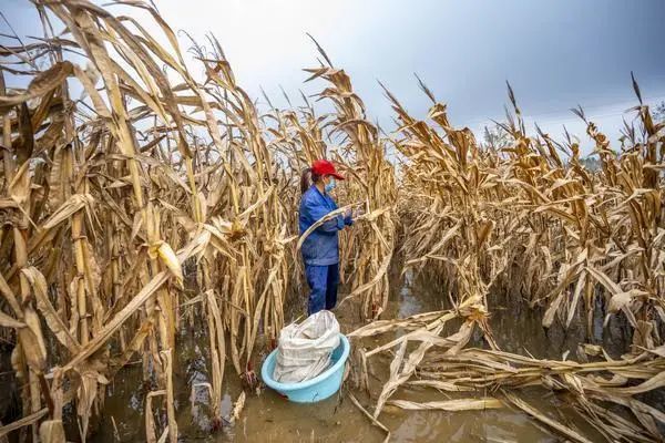 实拍漯河农民掰玉米,太难了!