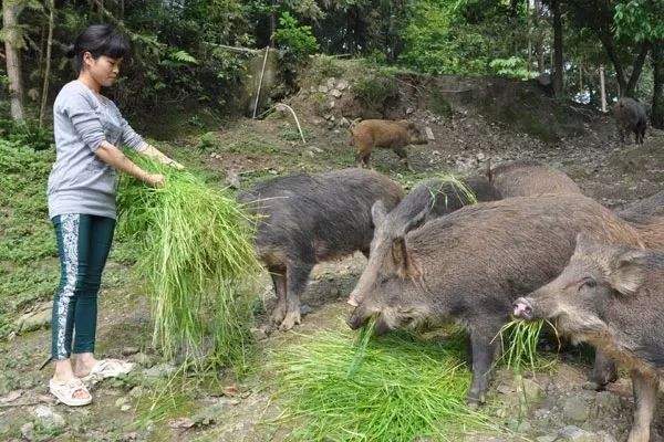 沈阳某小区惊现400多斤野猪,最大的野猪多大?有多凶猛?