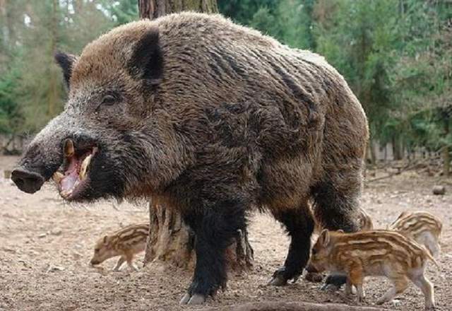 罕见沈阳某小区惊现400多斤野猪最大的野猪多大有多凶猛