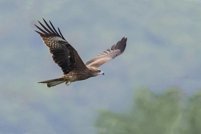 在生物学当中,这种老鹰被称作为黑耳鸢,他是我国最常见的猛禽之一