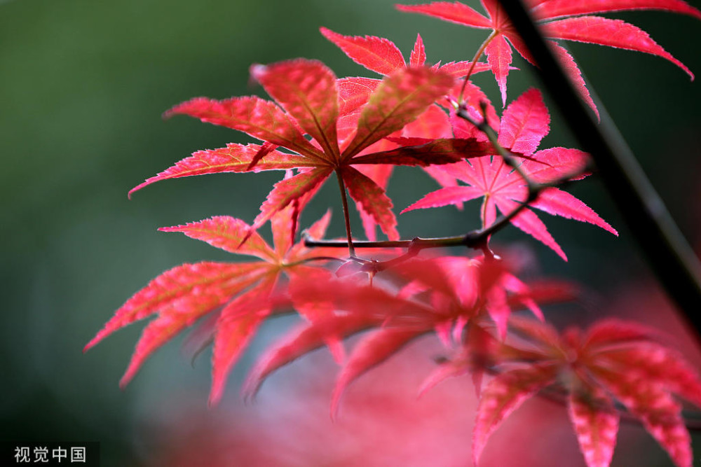 江苏淮安:寒露将至 枫叶飘红