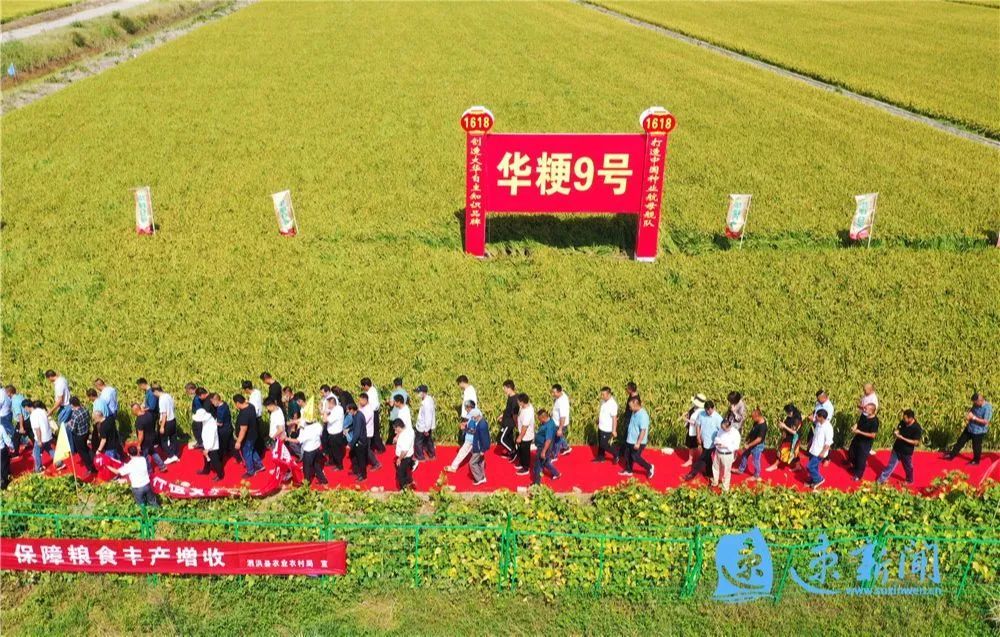 10月6日,泗洪县种植大户在当地大华种业繁育基地查看水稻新品种.