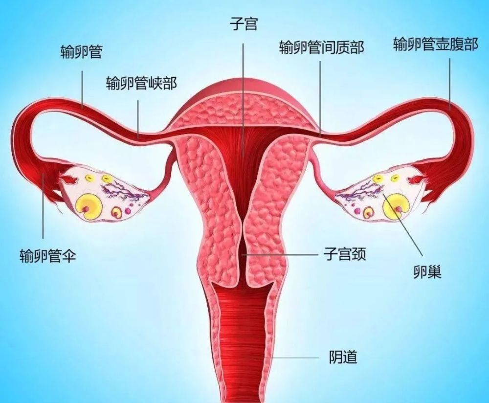 别人堵在路上你还堵在输卵管上吗