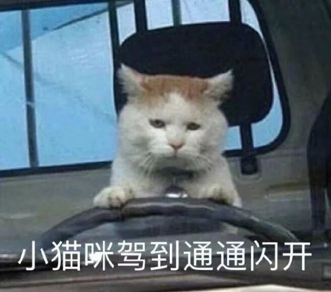 猫猫表情包|凑合过呗