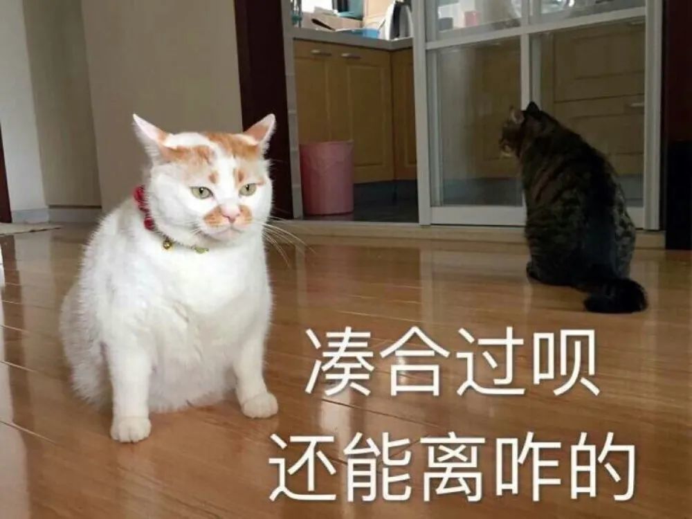 猫猫表情包|凑合过呗