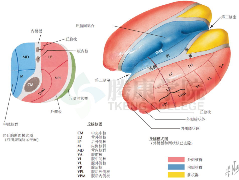 神经解剖学 | 丘脑