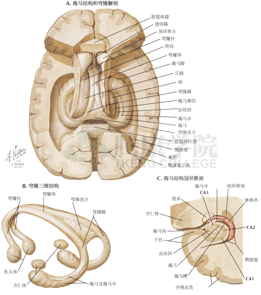 海马体和穹隆