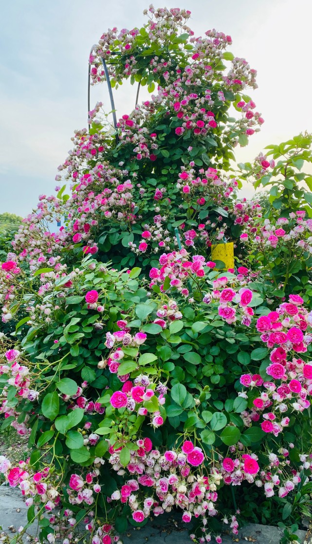 这种花名为"胭脂扣,英文名"rouge,是一款藤本月季花,由国内知名月季