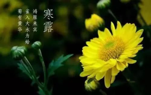 寒露61大理诗说节气
