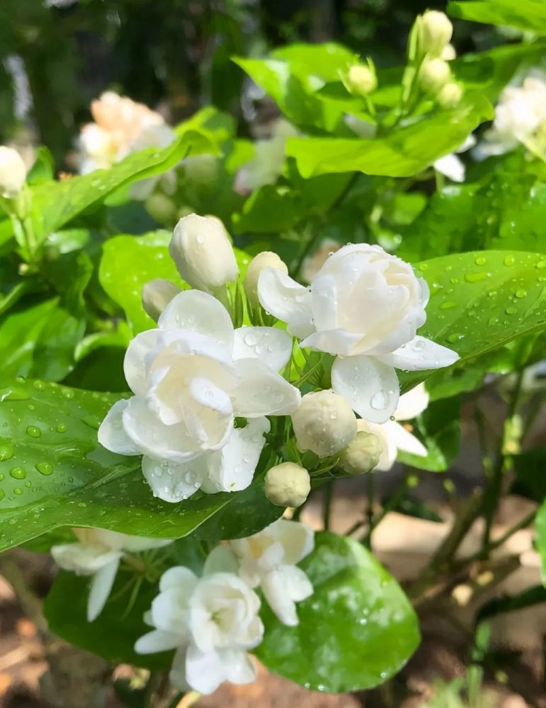 茉莉花秋末要"会养,否则冬季黄叶落叶,春季难恢复